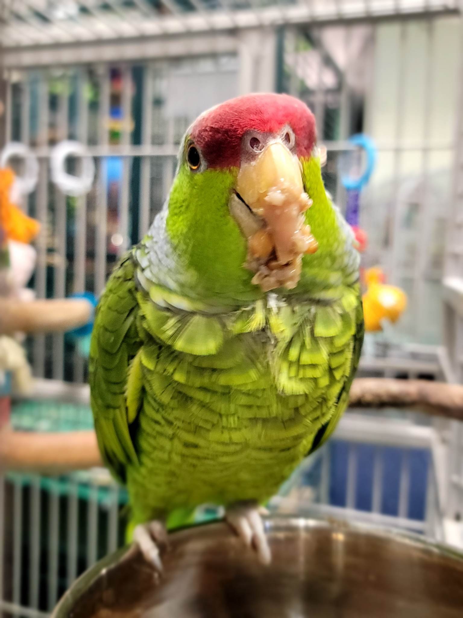 Picture Idea: Donate To The Food Bank For Parrots In Need
