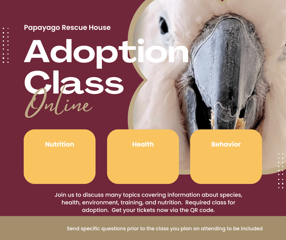 Adoption class